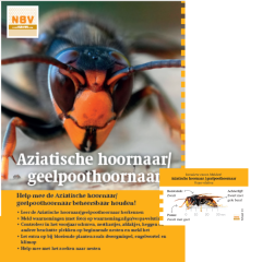 Folderset Aziatische hoornaar (geelpoothoornaar)
